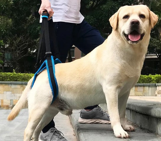 GraySnout Dog Leg Walking Support Strap
