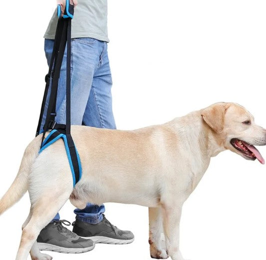 GraySnout Dog Leg Walking Support Strap