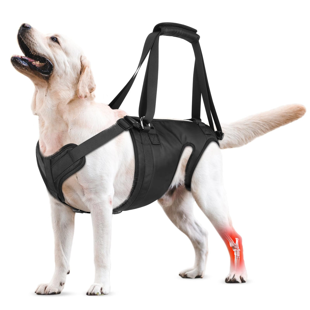 Dog rear leg lift harness support sling in use