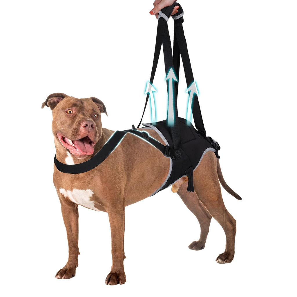 GraySnout Rear Leg Sling Harness — Hip & Joint Lift Support