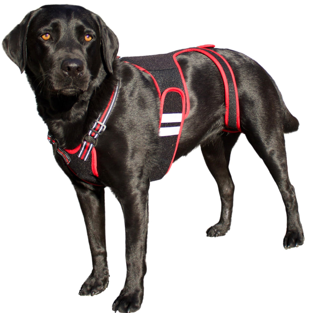 GraySnout IVDD Back Brace & Spine Support for Dogs