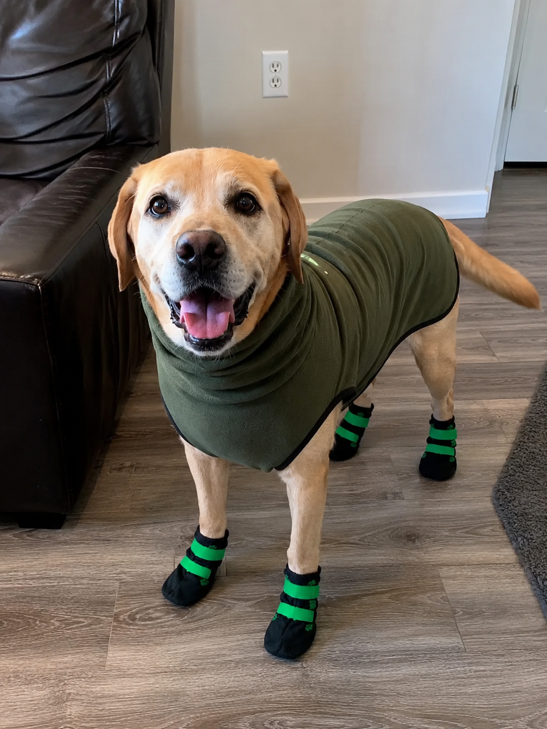 Senior lab wearing GraySnout anti-slip dog boots indoors on hardwood floor