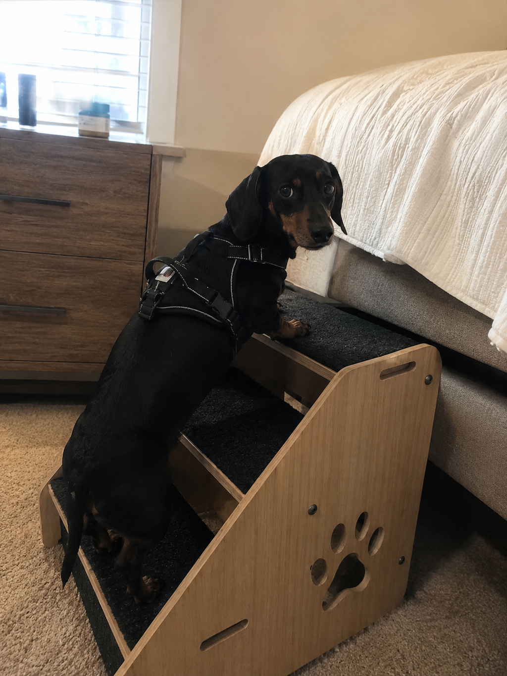 Dachshund climbing GraySnout 3-step wooden dog stairs onto the bed