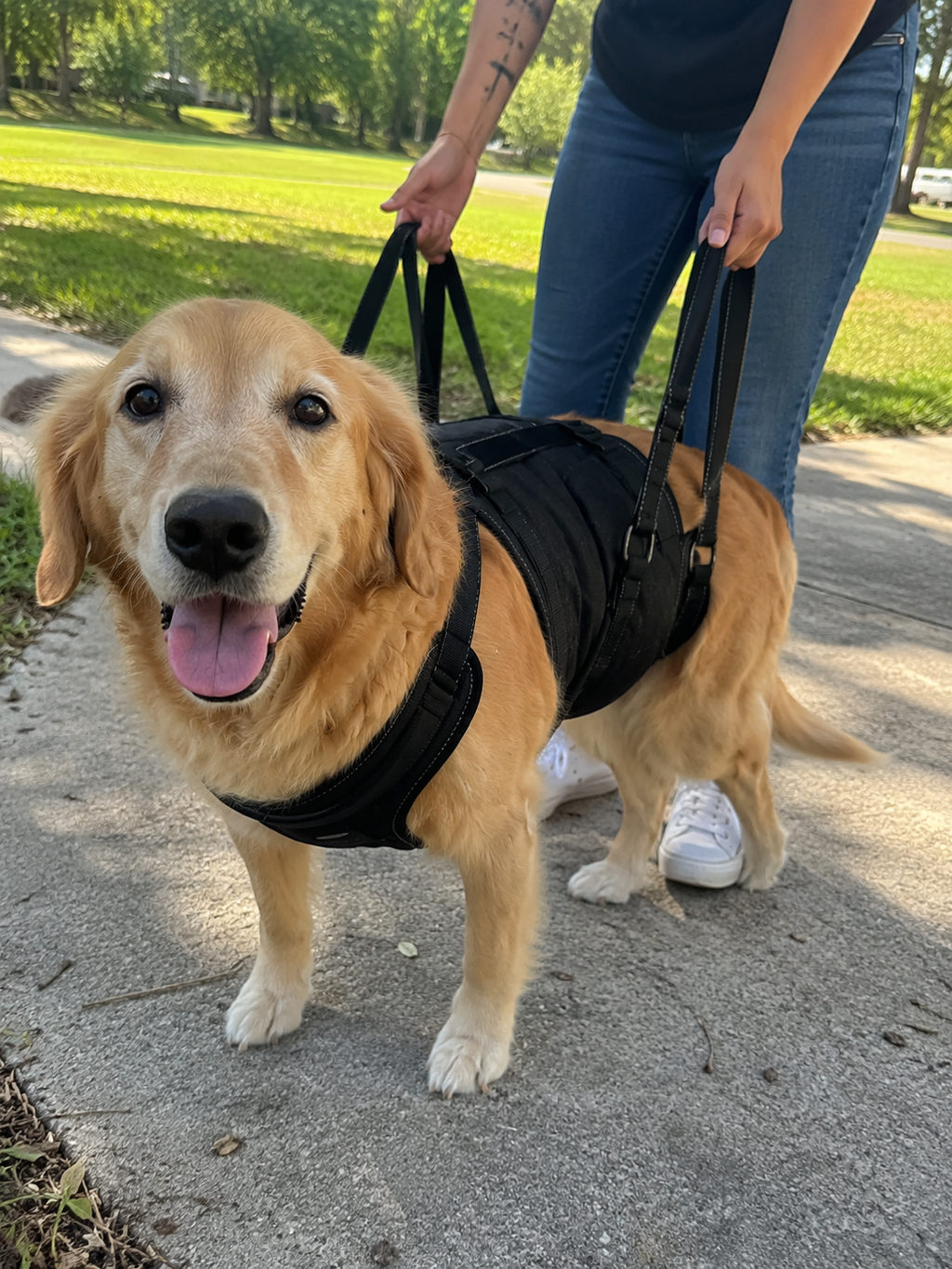 Happy senior golden retriever on a walk using the GraySnout rear leg support sling