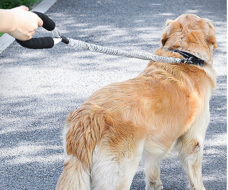 GraySnout Shock-Absorbing Elastic Dog Leash